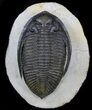 Large, Zlichovaspis Trilobite - Atchana, Morocco #37514-2